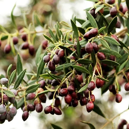 Hotel Angela's House Monemvasía