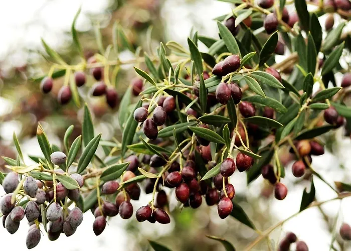 Отель Angela's House Монемвазия